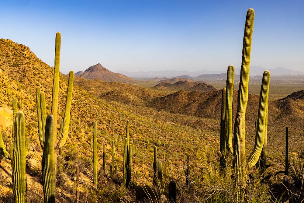 Saguaro Cactus along the Hugh Norris Trail in Saguaro National Park in Tucson-Arizona-USA